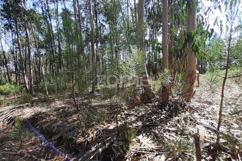 Terra em Maxial e Monte Redondo, Lisbon, Maxial e Monte Redondo - € 9.900 | Ref: ZMPT551124 - foto 14