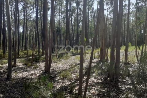 Terra em Maxial e Monte Redondo, Lisbon, Maxial e Monte Redondo - € 9.900 | Ref: ZMPT551124 - foto 15