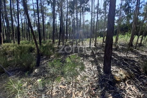 Terra em Maxial e Monte Redondo, Lisbon, Maxial e Monte Redondo - € 9.900 | Ref: ZMPT551124 - foto 18