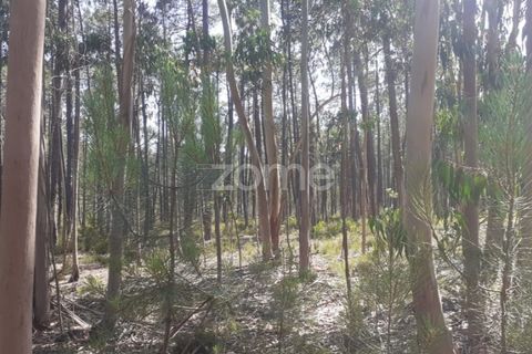 Terra em Maxial e Monte Redondo, Lisbon, Maxial e Monte Redondo - € 9.900 | Ref: ZMPT551124 - foto 21