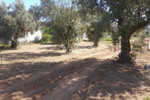 Helårsgrund i Pombal, Leiria, Pombal - € 89.900 | Ref: ZMPT557799 - foto 3