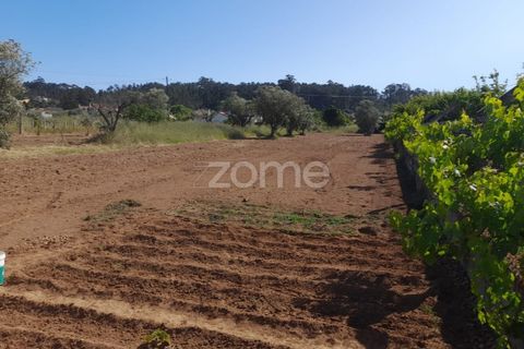 Helårsgrund i Pombal, Leiria, Pombal - € 89.900 | Ref: ZMPT557799 - foto 13