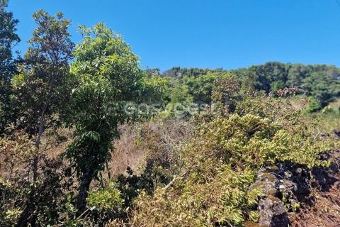 Helårsgrund i Madalena, Pico, Madalena - € 280.000 | Ref: AZ96190MK - foto 9