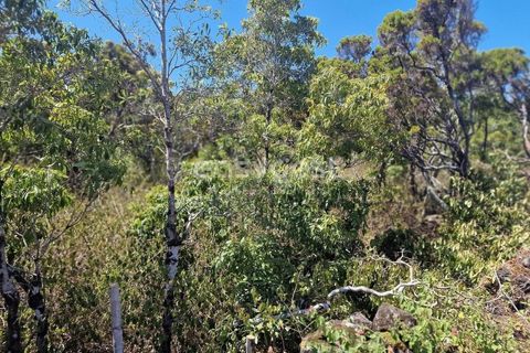 Helårsgrund i Madalena, Pico, Madalena - € 280.000 | Ref: AZ96190MK - foto 11