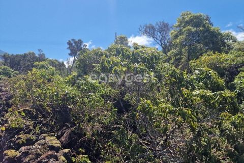 Helårsgrund i Madalena, Pico, Madalena - € 280.000 | Ref: AZ96190MK - foto 13