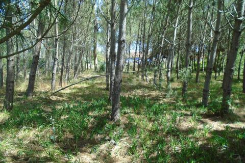Helårsgrund i Pataias, Leiria, Pataias - € 160.000 | Ref: LE99417NZ - foto 9