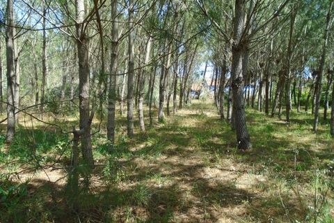 Helårsgrund i Pataias, Leiria, Pataias - € 160.000 | Ref: LE99417NZ - foto 11