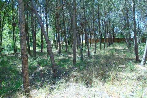 Helårsgrund i Pataias, Leiria, Pataias - € 160.000 | Ref: LE99417NZ - foto 12