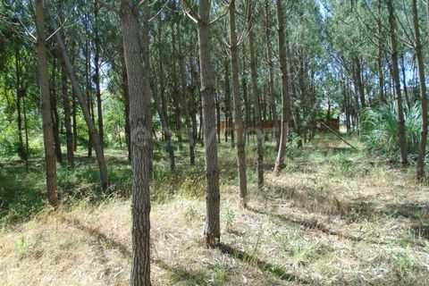 Helårsgrund i Pataias, Leiria, Pataias - € 160.000 | Ref: LE99417NZ - foto 15