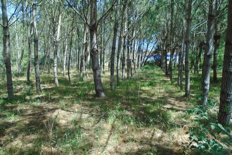 Helårsgrund i Pataias, Leiria, Pataias - € 160.000 | Ref: LE99417NZ - foto 17