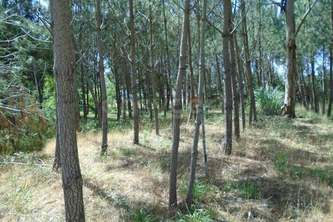 Helårsgrund i Pataias, Leiria, Pataias - € 160.000 | Ref: LE99417NZ - foto 20