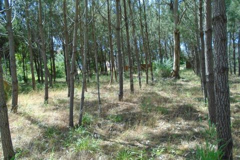 Helårsgrund i Pataias, Leiria, Pataias - € 160.000 | Ref: LE99417NZ - foto 22