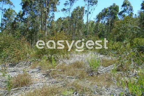 Helårsgrund i Pataias, Leiria, Pataias - € 50.000 | Ref: LE88877NZ - foto 11