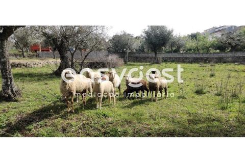 Tomt i Escalos de Cima e Lousa, Castelo Branco, Escalos de Cima e Lousa - € 29 000 | Ref: CB87805MA - foto 2