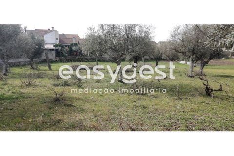 Tomt i Escalos de Cima e Lousa, Castelo Branco, Escalos de Cima e Lousa - € 29 000 | Ref: CB87805MA - foto 37