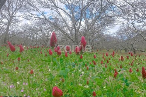 Villa i Paredes da Beira, Viseu, Paredes da Beira - € 75.000 | Ref: ZMPT577021 - foto 17