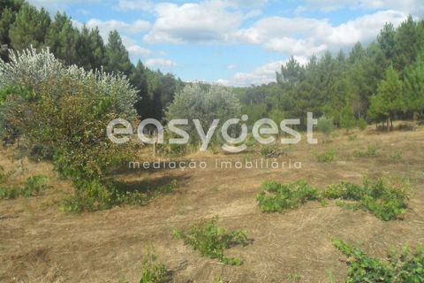 Terra a Barco e Coutada, Castelo Branco, Barco e Coutada - € 38.000 | Ref: CB63063MA - foto 7