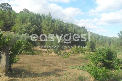 Terra a Barco e Coutada, Castelo Branco, Barco e Coutada - € 38.000 | Ref: CB63063MA - foto 8