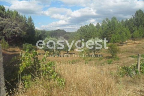 Terra a Barco e Coutada, Castelo Branco, Barco e Coutada - € 38.000 | Ref: CB63063MA - foto 11