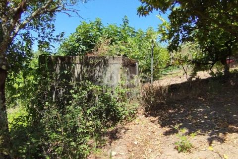 Helårsgrund i Pombal, Leiria, Pombal - € 61.500 | Ref: ZMPT579307 - foto 10