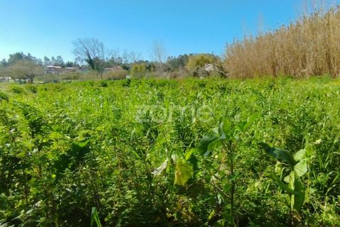 Helårsgrund i Monte Real, Leiria, Monte Real - € 13.500 | Ref: ZMPT576062 - foto 6