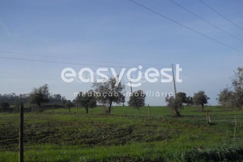 Terra a Aljustrel, Beja, Aljustrel - € 47.500 | Ref: BJ39521 - foto 3