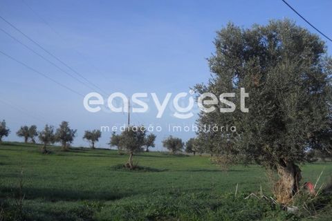 Terra a Aljustrel, Beja, Aljustrel - € 47.500 | Ref: BJ39521 - foto 4