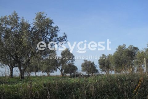Terra a Aljustrel, Beja, Aljustrel - € 47.500 | Ref: BJ39521 - foto 6
