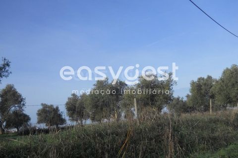 Terra a Aljustrel, Beja, Aljustrel - € 47.500 | Ref: BJ39521 - foto 7