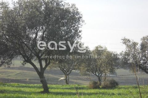 Terra a Aljustrel, Beja, Aljustrel - € 47.500 | Ref: BJ39521 - foto 9