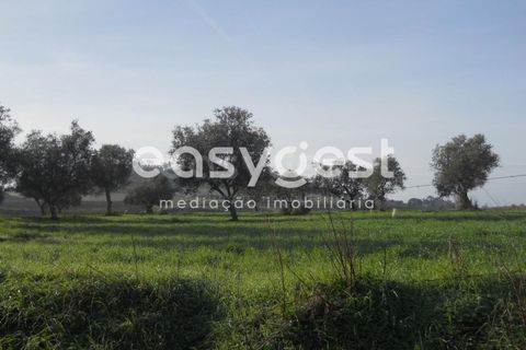 Terra a Aljustrel, Beja, Aljustrel - € 47.500 | Ref: BJ39521 - foto 11