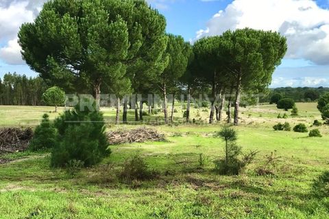 Terreno en Coruche, Santarem, Coruche - € 385.000 | Ref: OR90961EW (2) - photo 11