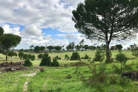 Terreno en Coruche, Santarem, Coruche - € 385.000 | Ref: OR90961EW (2) - photo 13