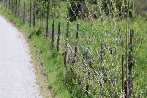 Terra a Moimenta da Beira, Viseu, Moimenta da Beira - € 25.000 | Ref: ZMPT577123 - foto 12