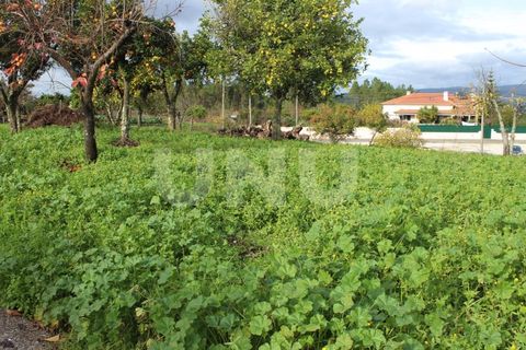 Helårsgrund i Proenca-a-Nova, Castelo Branco, Proenca-a-Nova - € 29.600 | Ref: UNU.I.1783.12555 - foto 15