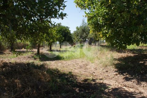 Helårsgrund i Ladoeiro, Castelo Branco, Ladoeiro - € 15.000 | Ref: UNU.I.1323.12555 - foto 8