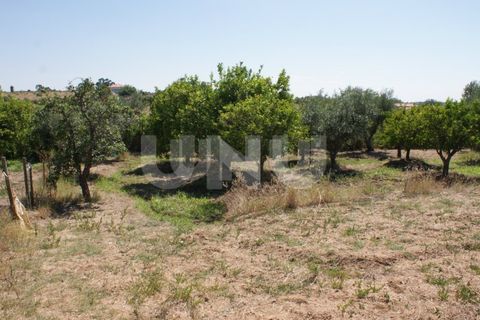 Helårsgrund i Ladoeiro, Castelo Branco, Ladoeiro - € 15.000 | Ref: UNU.I.1323.12555 - foto 13