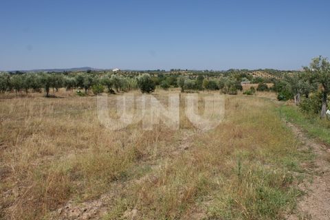 Helårsgrund i Ladoeiro, Castelo Branco, Ladoeiro - € 15.000 | Ref: UNU.I.1323.12555 - foto 16