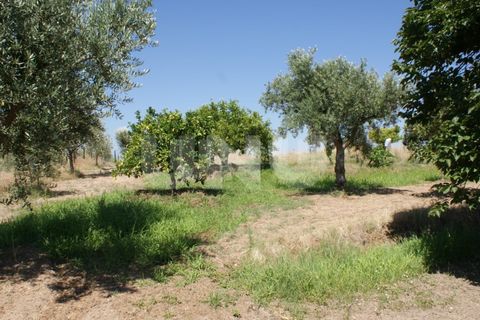 Helårsgrund i Ladoeiro, Castelo Branco, Ladoeiro - € 15.000 | Ref: UNU.I.1323.12555 - foto 18