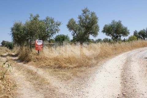 Helårsgrund i Ladoeiro, Castelo Branco, Ladoeiro - € 15.000 | Ref: UNU.I.1323.12555 - foto 25