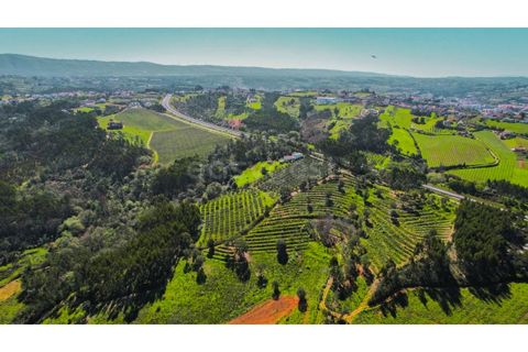 Helårsgrund i Maiorga, Leiria, Maiorga - € 155.000 | Ref: LE97049NZ - foto 7