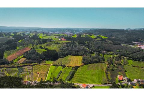 Helårsgrund i Maiorga, Leiria, Maiorga - € 155.000 | Ref: LE97049NZ - foto 13