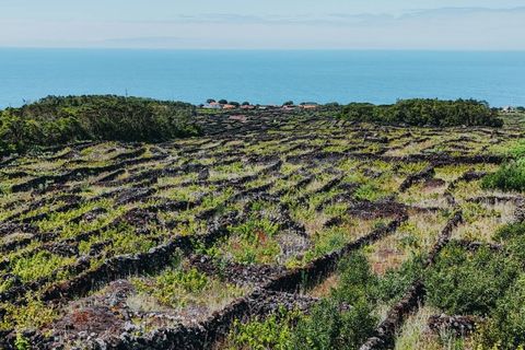 Terra a Sao Mateus, Graciosa, Sao Mateus - € 86.000 | Ref: AZ99033FR - foto 2