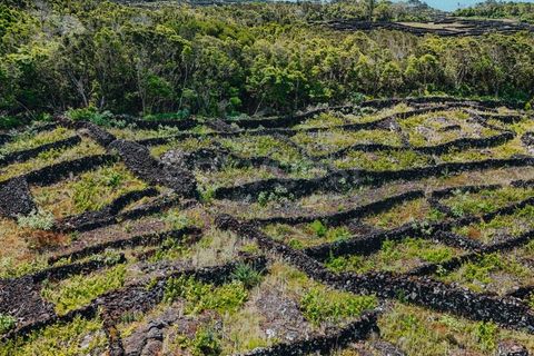 Terra a Sao Mateus, Graciosa, Sao Mateus - € 86.000 | Ref: AZ99033FR - foto 3