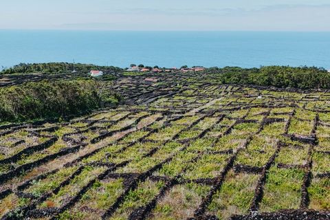 Terra a Sao Mateus, Graciosa, Sao Mateus - € 86.000 | Ref: AZ99033FR - foto 6