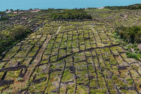 Terra a Sao Mateus, Graciosa, Sao Mateus - € 86.000 | Ref: AZ99033FR - foto 9