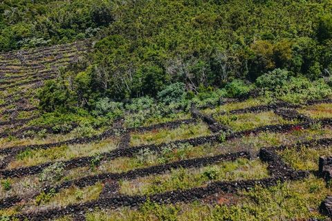 Terra a Sao Mateus, Graciosa, Sao Mateus - € 86.000 | Ref: AZ99033FR - foto 10