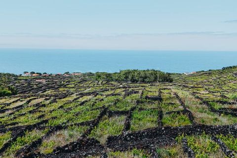 Terra a Sao Mateus, Graciosa, Sao Mateus - € 86.000 | Ref: AZ99033FR - foto 14