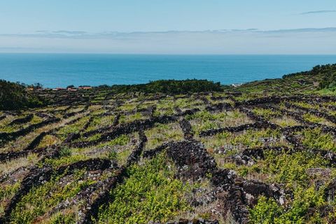 Terra a Sao Mateus, Graciosa, Sao Mateus - € 86.000 | Ref: AZ99033FR - foto 16