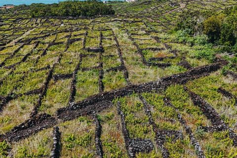 Terra a Sao Mateus, Graciosa, Sao Mateus - € 86.000 | Ref: AZ99033FR - foto 18